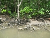 Корни мангровых деревьев