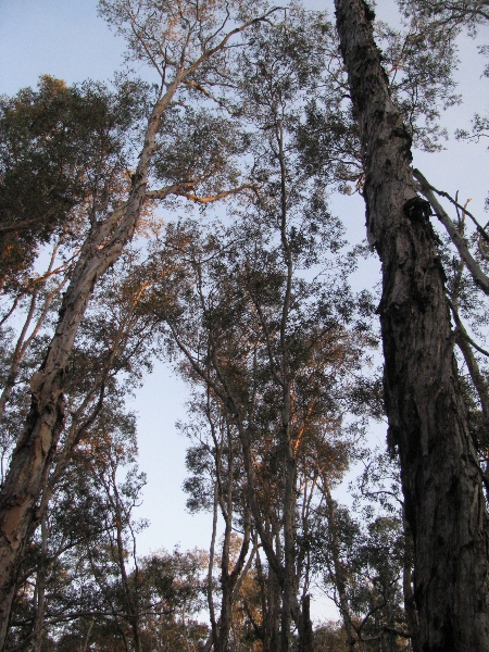 Деревья в Австралии